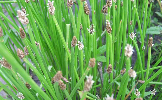 荸荠水溶肥，荸荠专用水溶肥，水溶肥厂家