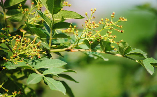 花椒专用微量元素水溶肥,花椒水溶肥厂家,花椒叶面肥