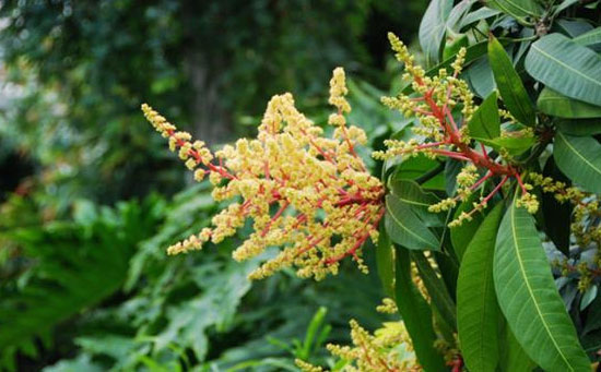 芒果使用水溶肥,芒果专用水溶肥,芒果专用肥料