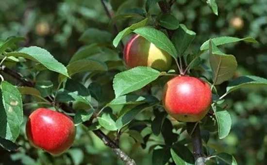 苹果病虫害,苹果红蜘蛛,苹果红蜘蛛防治方法