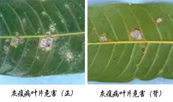 芒果病害,芒果病害防治方法,芒果病害特征