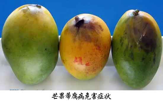 芒果病害,芒果病害防治方法,芒果病害特征