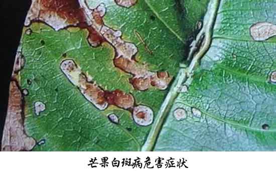 芒果病害,芒果病害防治方法,芒果病害特征