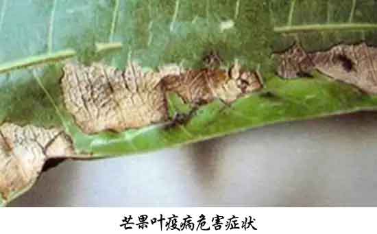 芒果病害,芒果病害防治方法,芒果病害特征