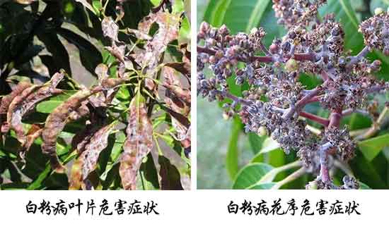 芒果病害,芒果病害防治方法,芒果病害特征
