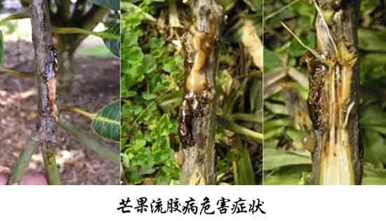 芒果病害,芒果病害防治方法,芒果病害特征