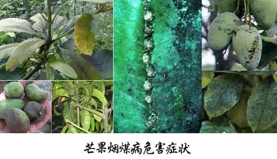 芒果病害,芒果病害防治方法,芒果病害特征