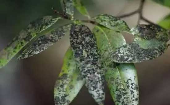 芒果病害,芒果花期病害,芒果炭疽病