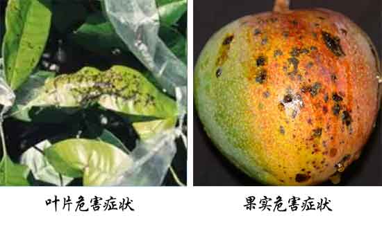 芒果病害,芒果病害防治方法,芒果病害特征