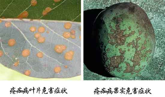 芒果病害,芒果病害防治方法,芒果病害特征