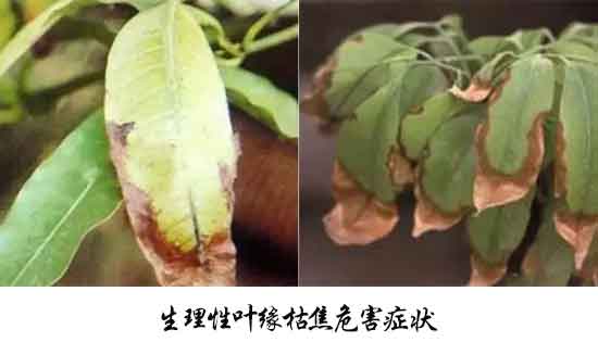 芒果病害,芒果病害防治方法,芒果病害特征