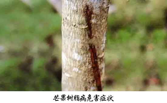 芒果病害,芒果病害防治方法,芒果病害特征