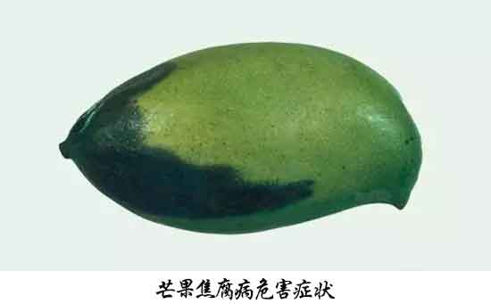 芒果病害,芒果病害防治方法,芒果病害特征