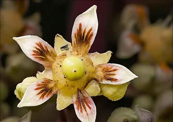 芒果黑花,芒果霜霉病,芒果花杆褪白,芒果花期