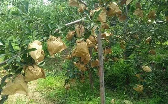 苹果套袋,苹果脱袋,苹果脱袋时间,苹果脱袋注意