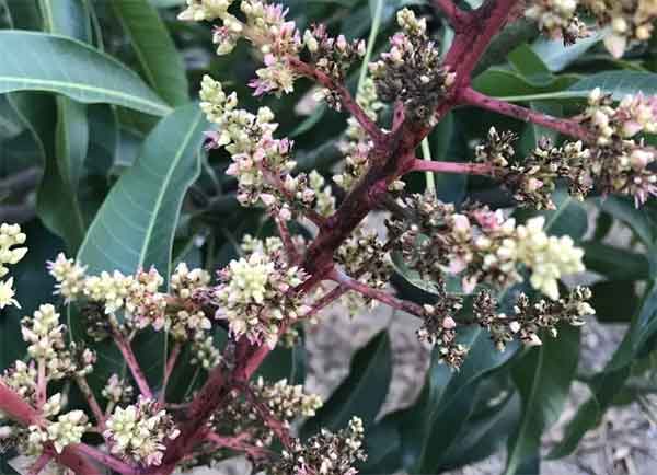 芒果黑花,芒果霜霉病,芒果花杆褪白,芒果花期