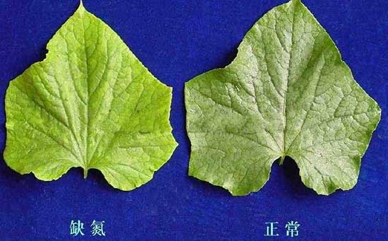 水溶肥料,黄瓜叶子黄化,黄瓜专用水溶肥