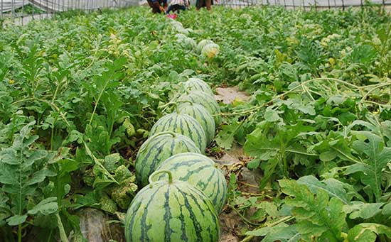 西瓜水溶肥,水溶肥料,水溶肥用法