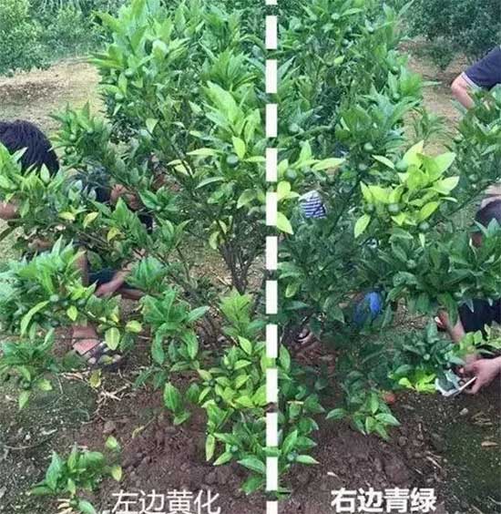 柑橘黄化,柑橘黄化原因,柑橘黄化防治方法