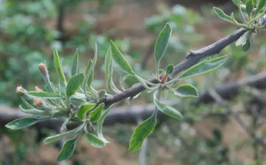苹果缺锌症状,苹果缺锌原因,苹果缺锌