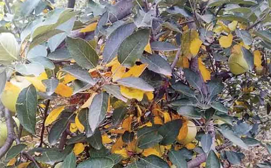 苹果缺氮,苹果缺氮症状,苹果缺氮原因