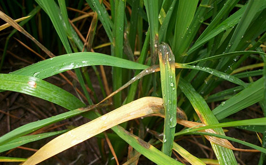 水稻水溶肥,水稻病害防治方法,水稻霜霉病