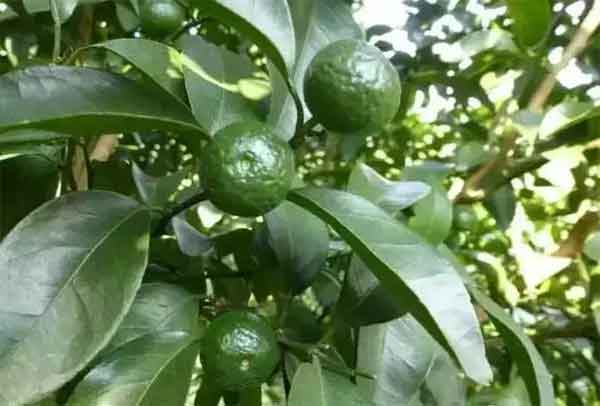 芒果落果,芒果落果原因,芒果防落果水溶肥