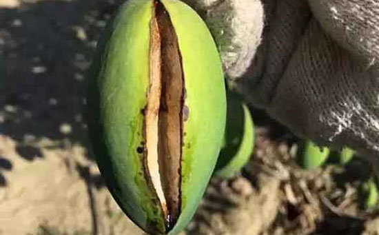 芒果裂果,芒果裂果原因,芒果裂果防治方法