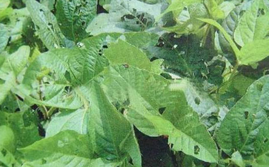 大豆水溶肥,大豆造桥虫,大豆造桥虫防治技术