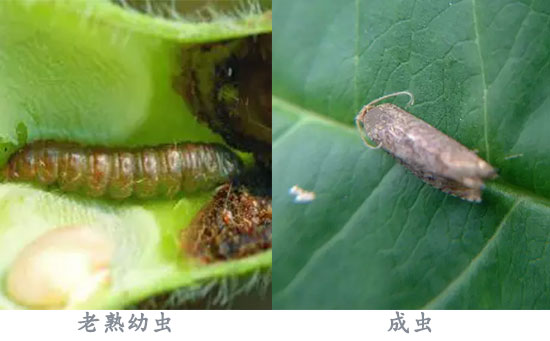 大豆水溶肥,大豆食心虫,大豆食心虫防治技术