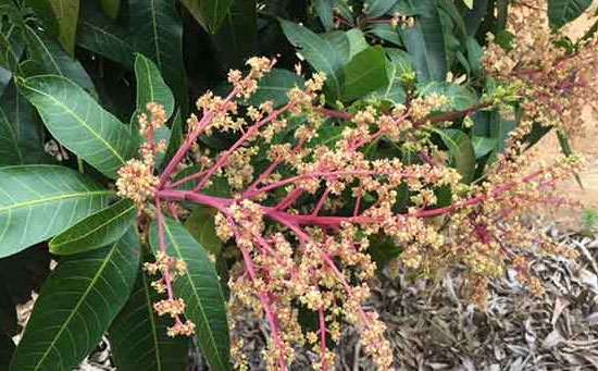 芒果植保,芒果坐果率,芒果管理要点