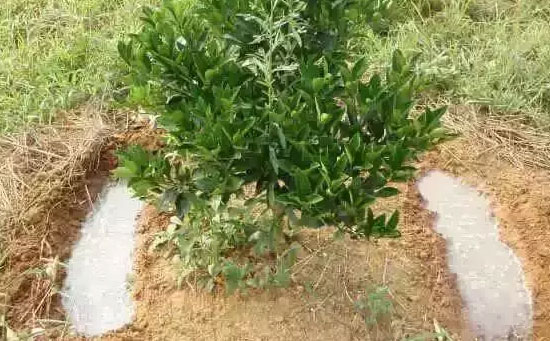 柑橘幼树如何施肥,柑橘幼树施肥原则,水溶肥厂家