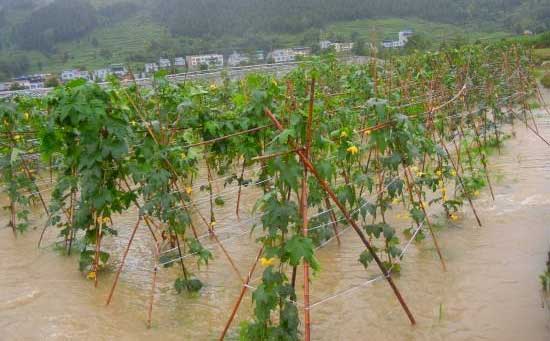 蔬菜植保,预防暴雨措施,水溶肥厂家