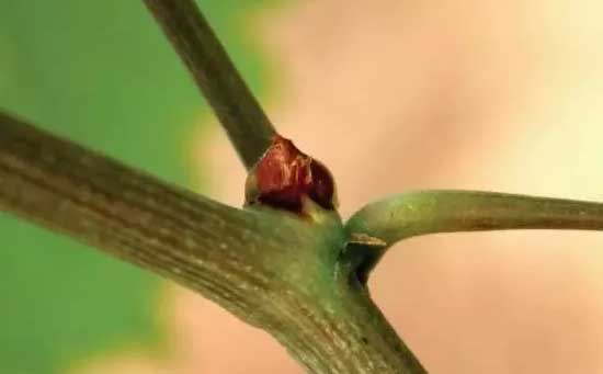 葡萄植保,葡萄管理,葡萄花芽分化