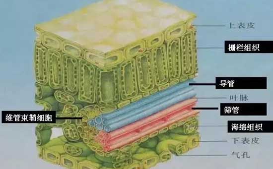 柑橘溃疡病,柑橘溃疡病防治要点,柑橘溃疡病危害