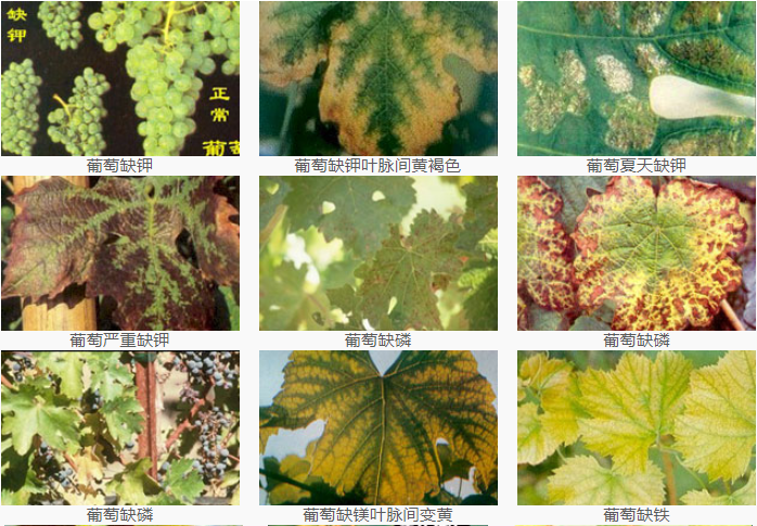 葡萄缺素图谱,葡萄缺素症状,葡萄缺钾