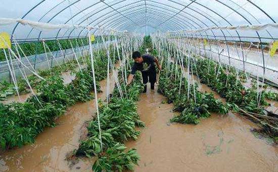 蔬菜植保,预防暴雨措施,水溶肥厂家