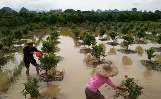 柑橘黄化,柑橘烂根,柑橘落果