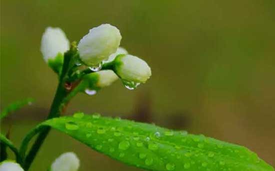 柑橘花期,柑橘保花保果,柑橘营养需求,柑橘缺锌