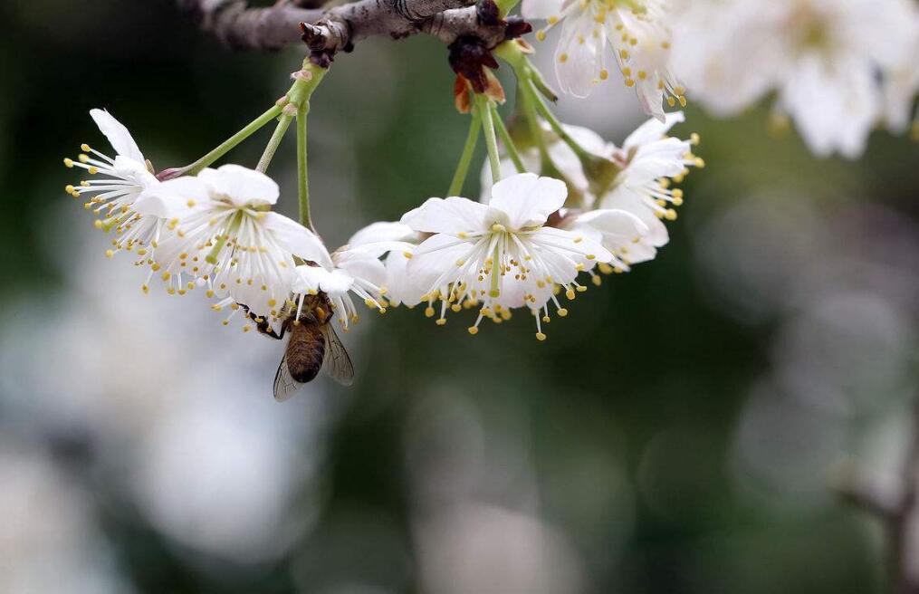 樱桃水溶肥,保花保果水溶肥,水溶肥厂家