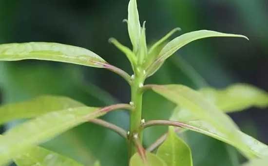 芒果水溶肥,芒果早花,芒果早花如何预防,芒果修剪
