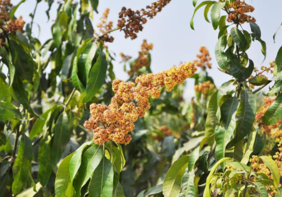 芒果水溶肥,水溶肥厂家,芒果施肥技术