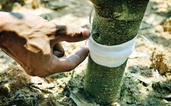 苹果水溶肥,苹果环剥,苹果环剥注意事项