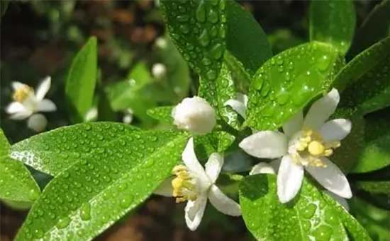 柑橘花期,柑橘保花保果,柑橘营养需求,柑橘缺锌