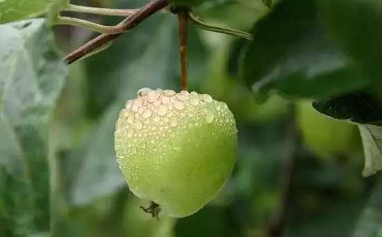 水溶肥厂家,雨后作物管理,果园受灾