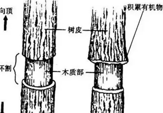 苹果水溶肥,苹果环剥,苹果环剥注意事项