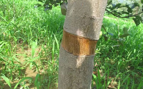 苹果水溶肥,苹果环剥,苹果环剥注意事项