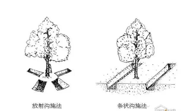 葡萄月子肥,葡萄肥料,葡萄水溶肥