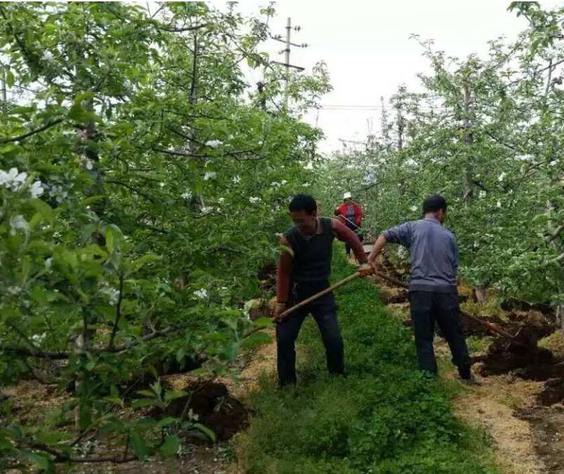 苹果春季施肥,苹果施肥,苹果水溶肥