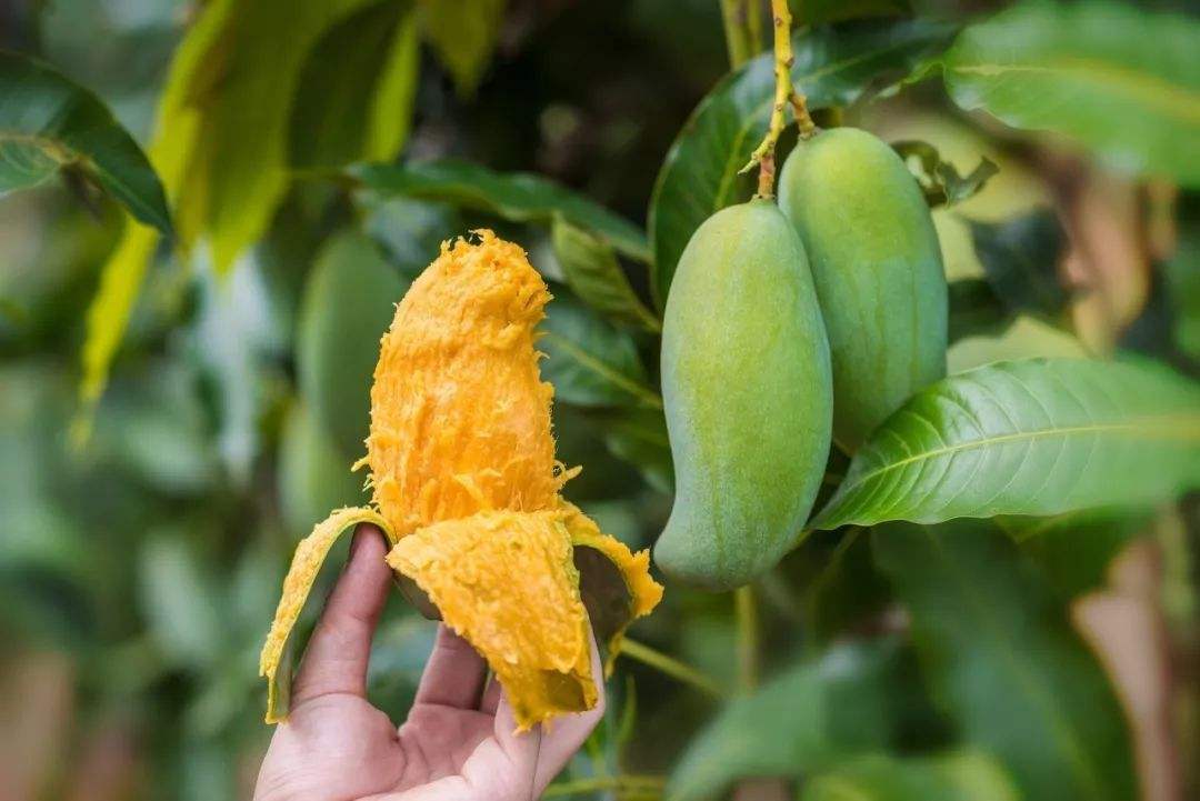 芒果保花技术,芒果保果技术,芒果保花保果用药